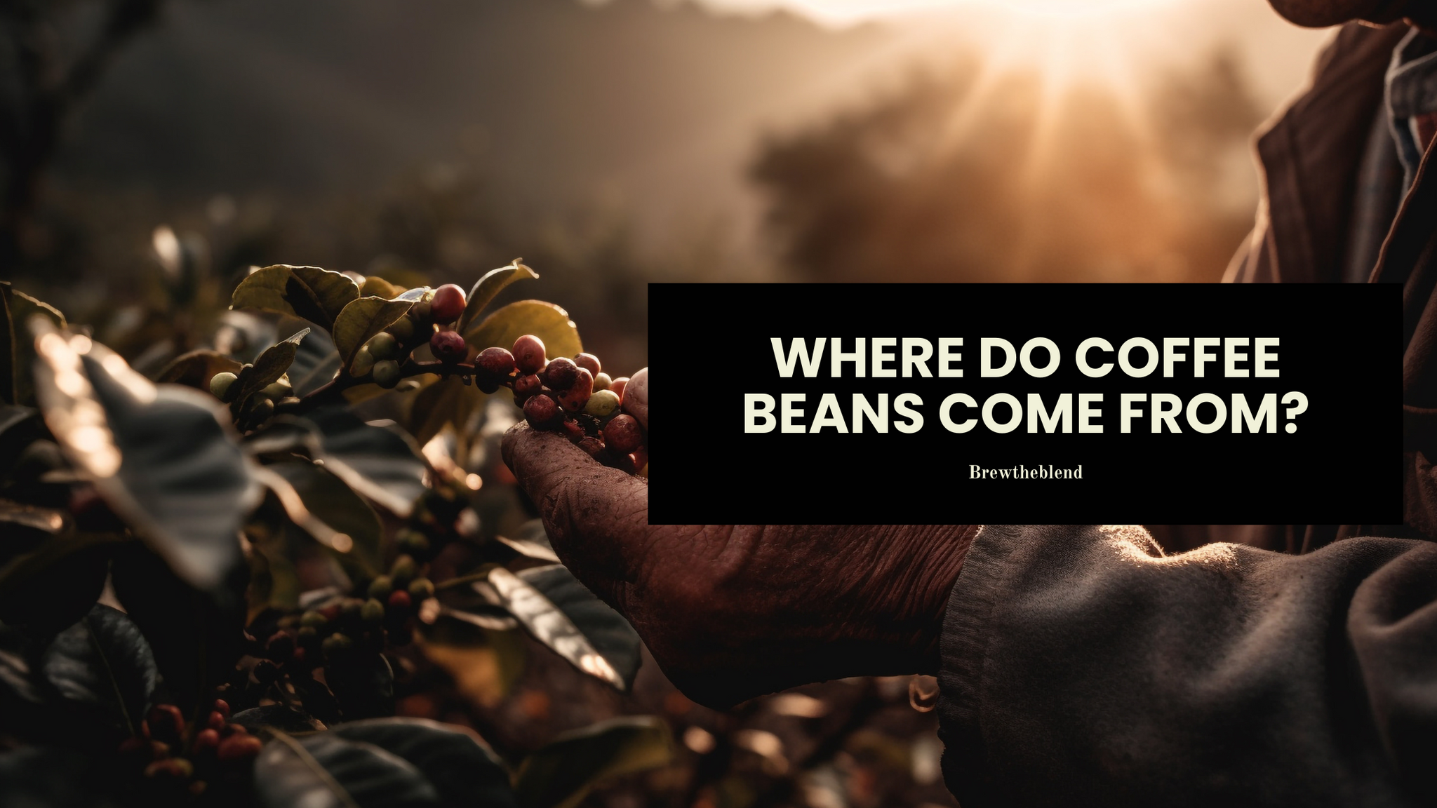 Where Do Coffee Beans Come From?